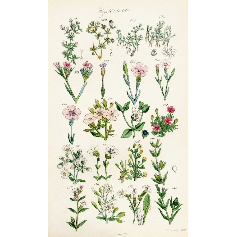 Page Of Colour Illustrations From British Wild Flowers After A Work By J.E. Sowerby And C.P. Johnson. Print Image 1