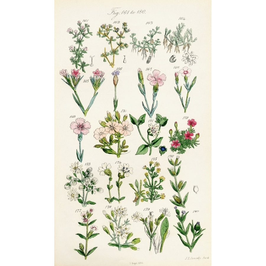 Page Of Colour Illustrations From British Wild Flowers After A Work By J.E. Sowerby And C.P. Johnson. Print Image 1