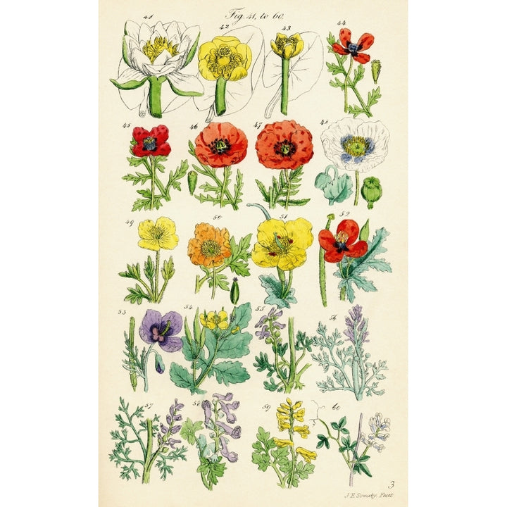 Page Of Colour Illustrations From British Wild Flowers After A Work By J.E. Sowerby And C.P. Johnson. Print Image 1