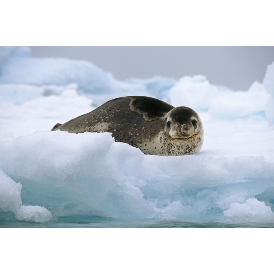 Leopard Seal Laying On Ice Pack Antarctica Summer by Tom Soucek / Design Pics Image 1