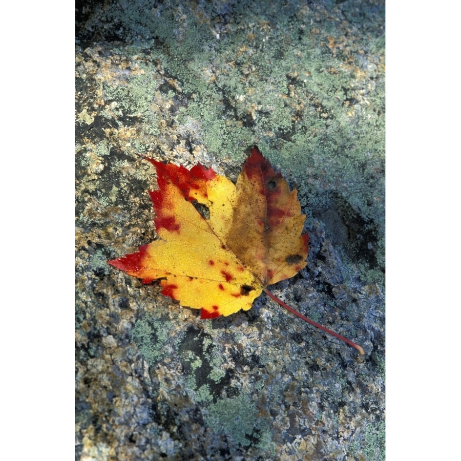 Usa Hampshire Maple Leaf On Granite; White Mountains Poster Print Image 1