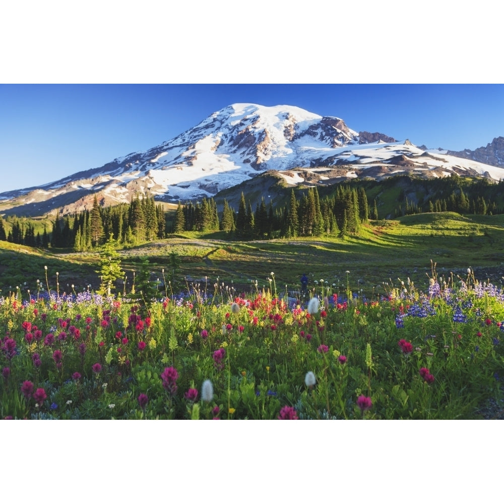 Mount rainier and wildflowers in a meadow mount rainier national park;Washington united states of america Image 2