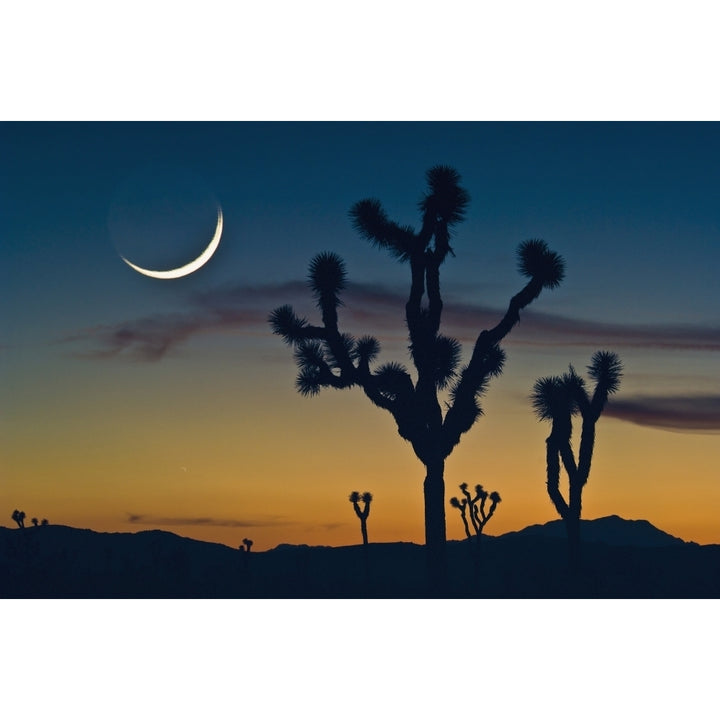 Sunset In Joshua Tree National Park; California United States Of America Poster Print Image 2