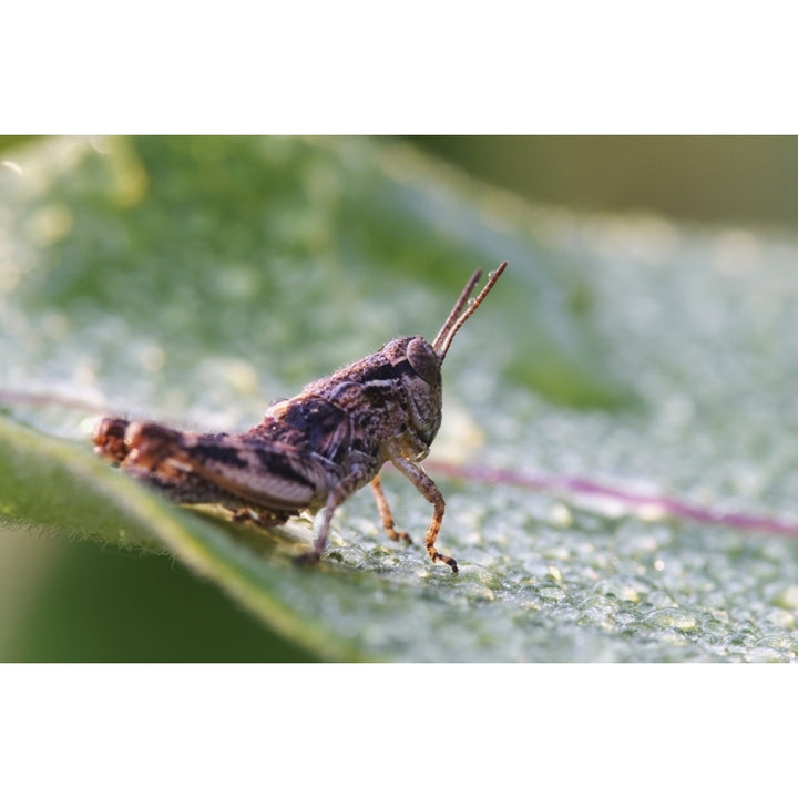 Grasshopper On A Dew Covered Plant; Les Cedres Quebec Canada Poster Print Image 1