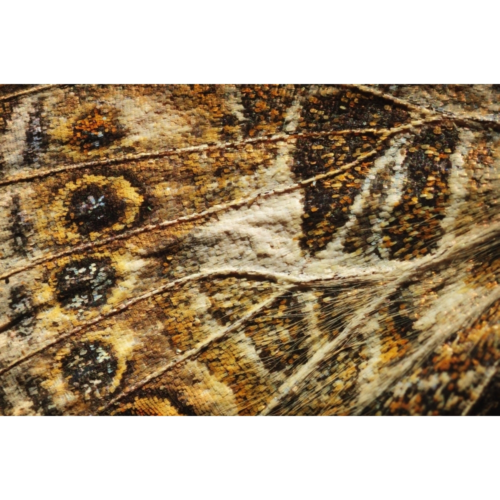 Close up of a butterfly wing; st. albert alberta canada Poster Print Image 2