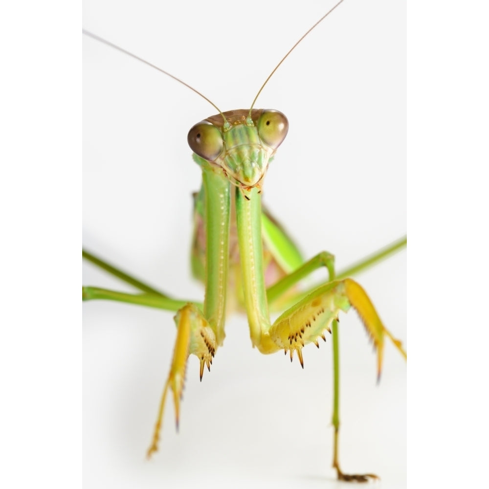 Praying mantis on white background;St. albert alberta canada Poster Print Image 1