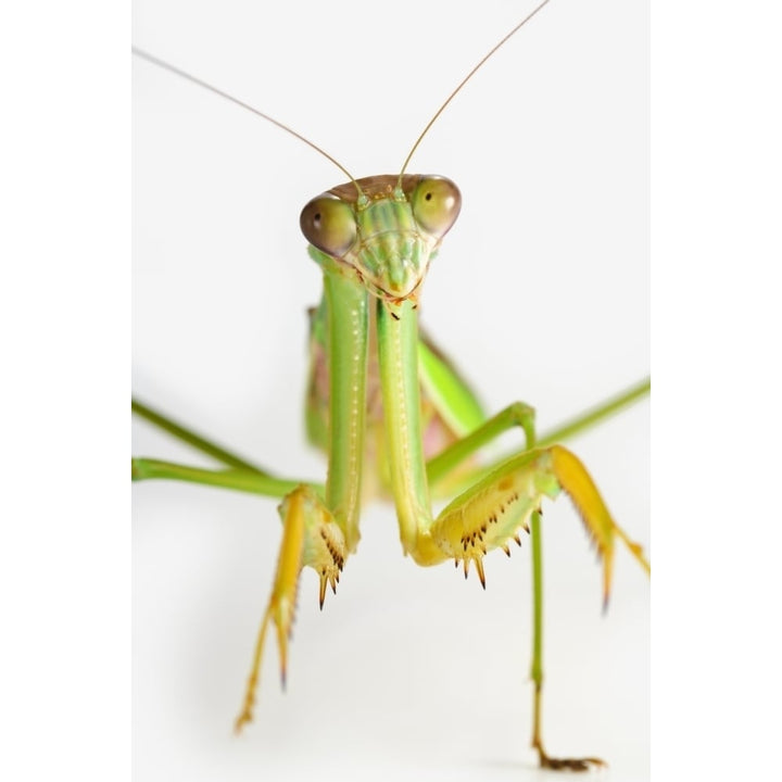 Praying mantis on white background;St. albert alberta canada Poster Print Image 1