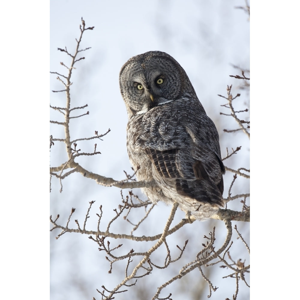 Close Up Of A Great Gray Owl Perched In A Tree Anchorage Southcentral Alaska Winter Poster Print Image 2