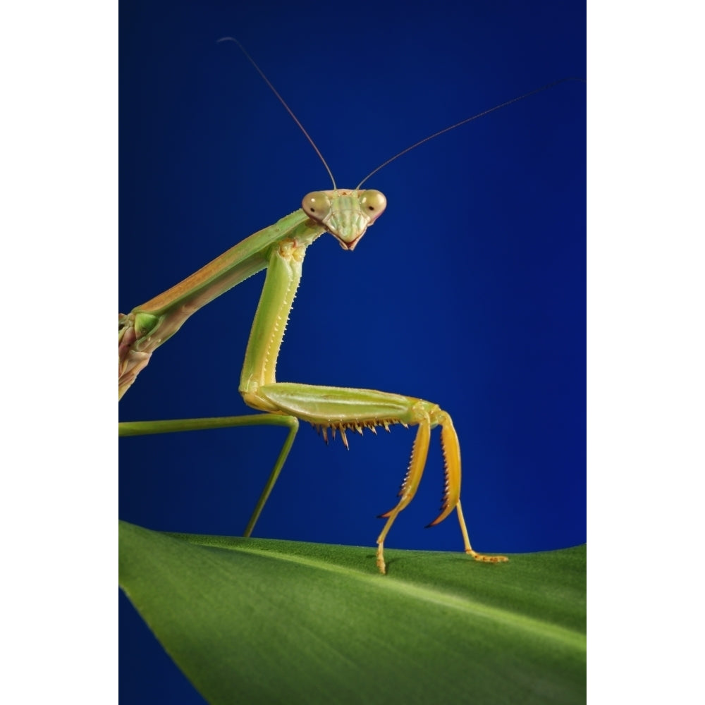 Praying mantis on a blue background;St. albert alberta canada Poster Print Image 2