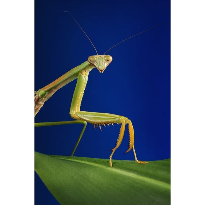 Praying mantis on a blue background;St. albert alberta canada Poster Print Image 1