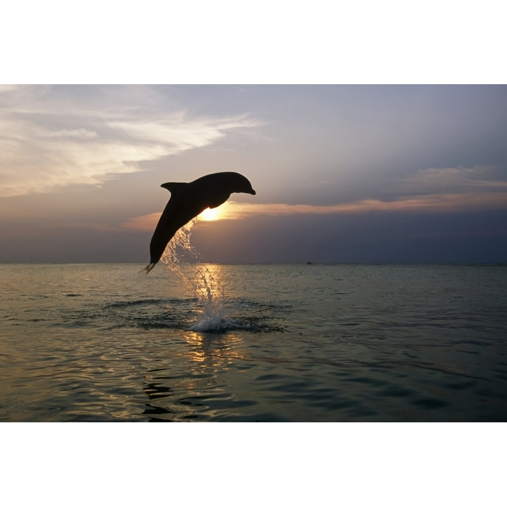 Bottlenose Dolphin Jumping Sunset Backlit Carribbean Sea Honduras by Tom Soucek / Design Pics Image 1