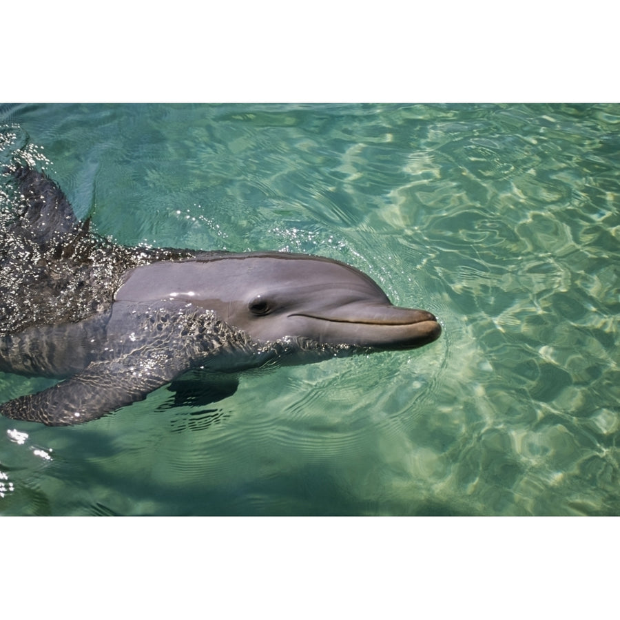 Bottlenose Dolphin On Surface Of Ocean Carribbean Ocean Honduras by Tom Soucek / Design Pics Image 1