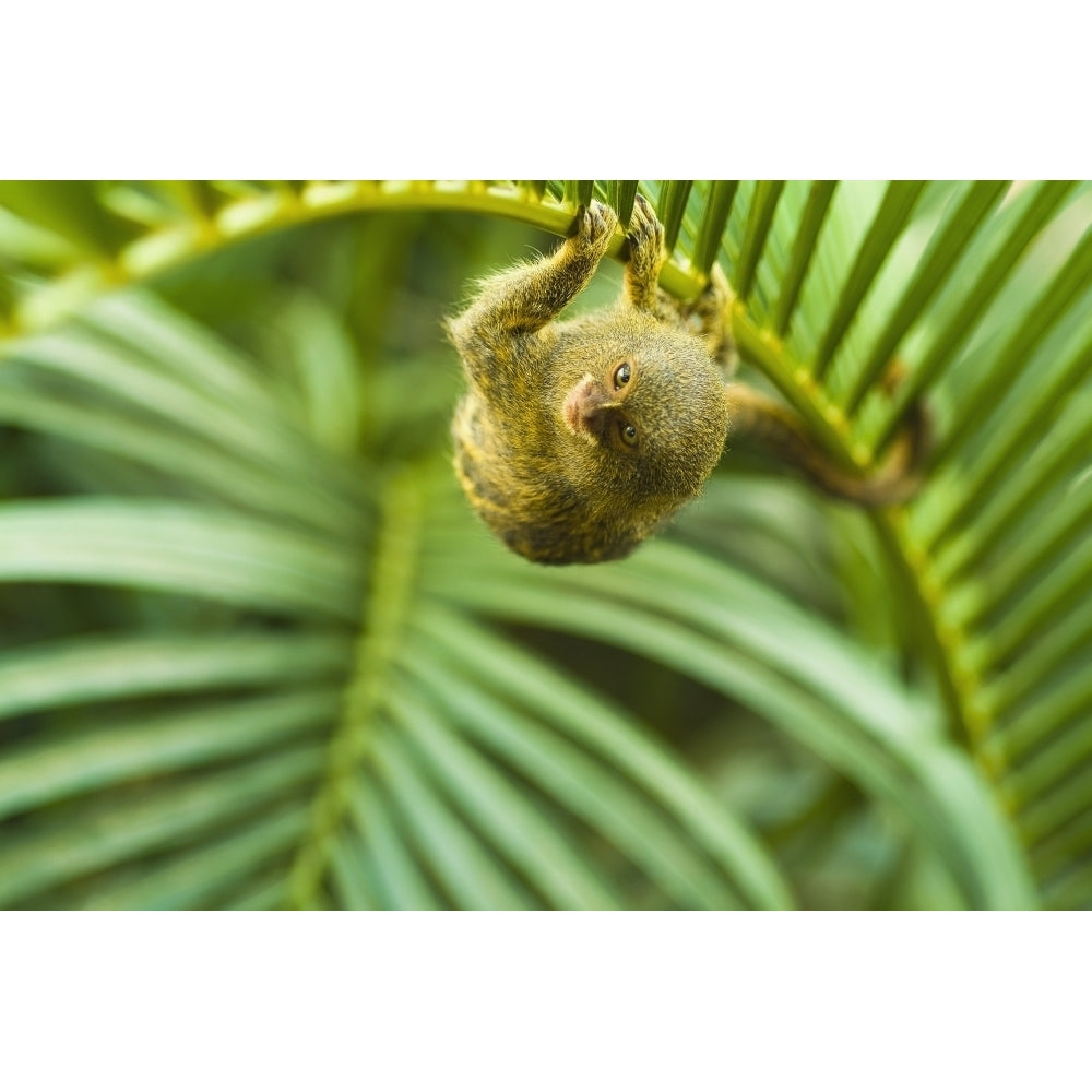 Pygmy marmosets native to ecuador are the smallest primate;Guayaquil ecuador Poster Print Image 1