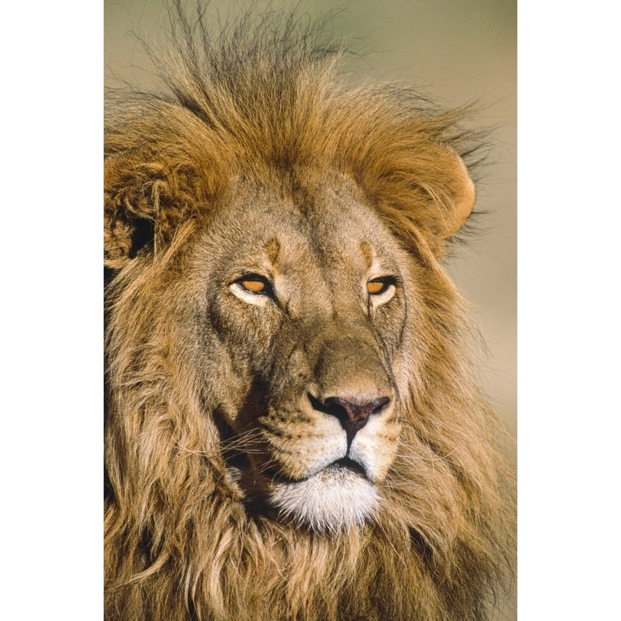 Portrait Of Male Lion Africa by Tom Soucek / Design Pics Image 1