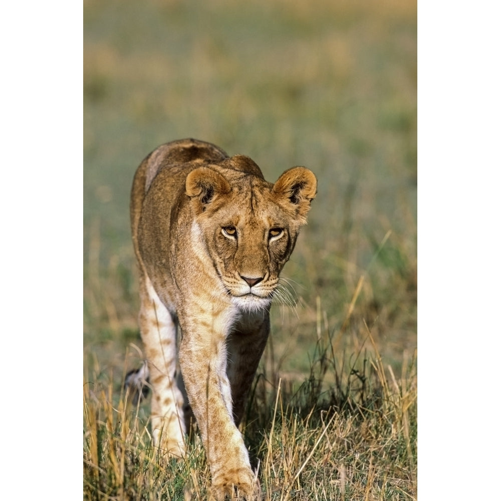 Female Lion Hiking In Grass Meadow In Africa by Tom Soucek / Design Pics Image 1