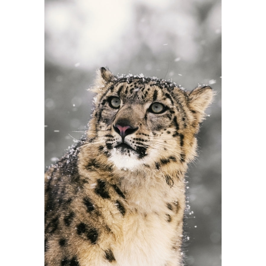 Close Up Of Snow Leopard by Tom Soucek / Design Pics Image 1