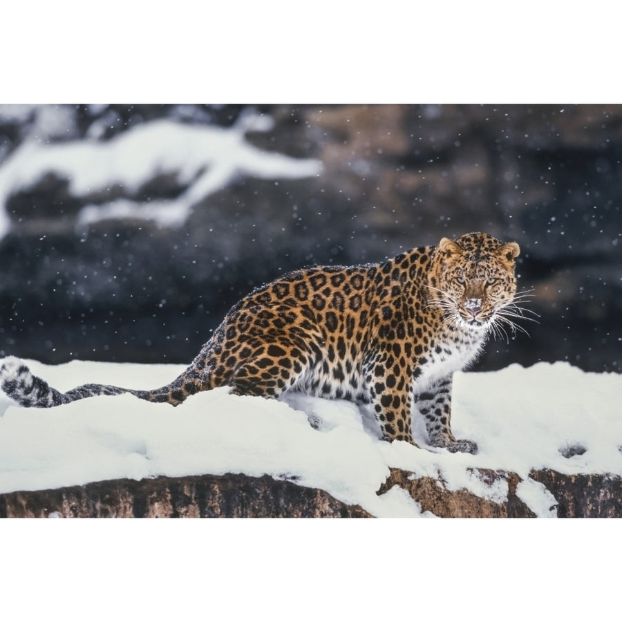 Amur Leopard Standing In Snow by Tom Soucek / Design Pics Image 1