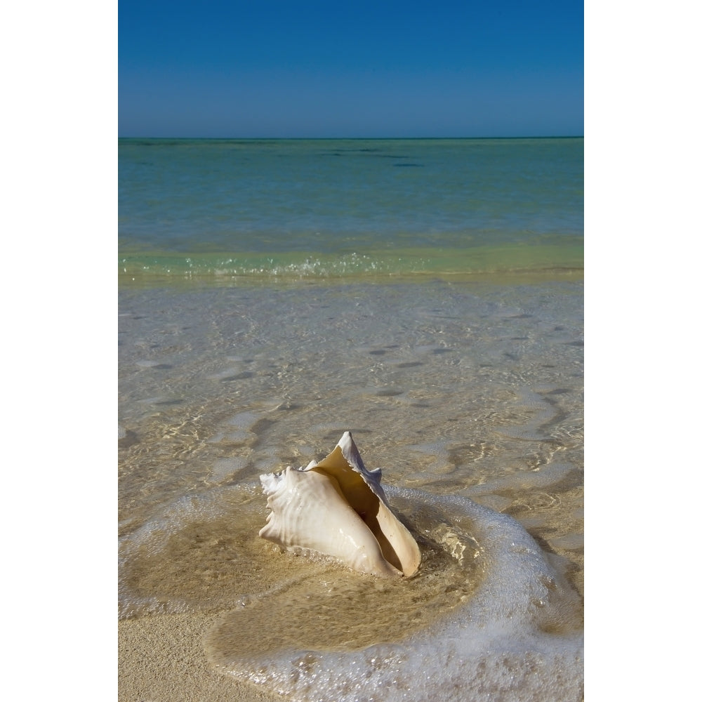 USA Florida Florida Keys Conch shell on sandy beach; Key West Poster Print Image 2