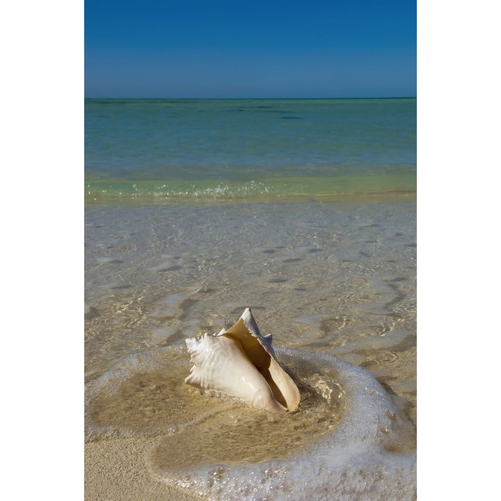 USA Florida Florida Keys Conch shell on sandy beach; Key West Poster Print Image 1