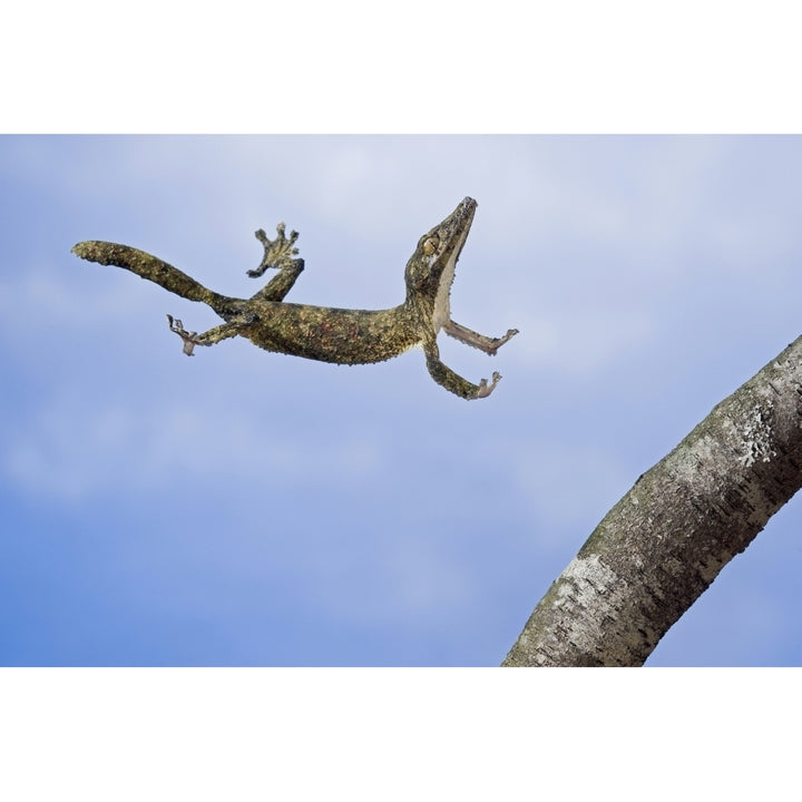 Henkels leaf-tailed gecko in mid leap; Madagascar Poster Print Image 1