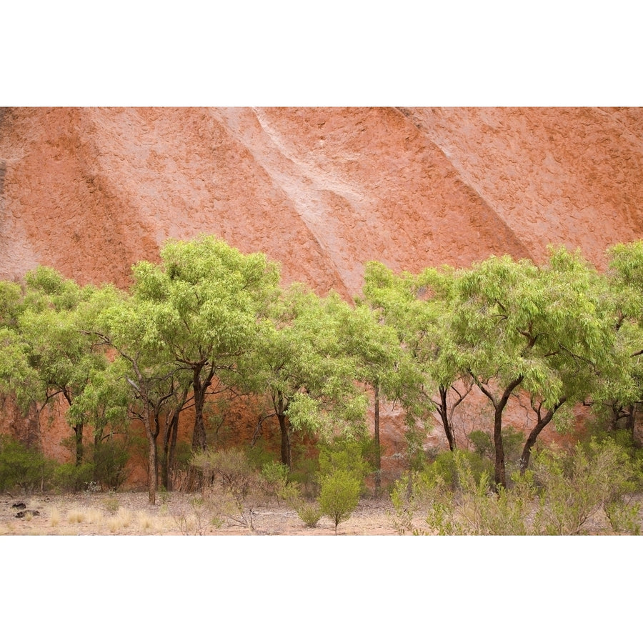 Eucalyptus trees at Ayers Rock in Uluru-Kata Tjuta National Park; Northern Territory Australia Poster Print Image 1