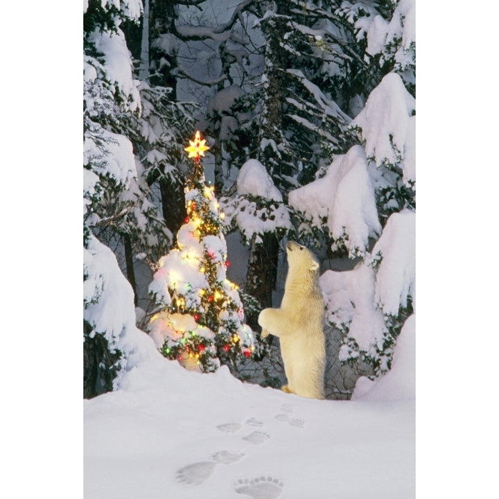 Polar Bear Cub Standing On Hind Legs Looking Star On Christmas Tree In Forest Alaska Winter Composite Print Image 1