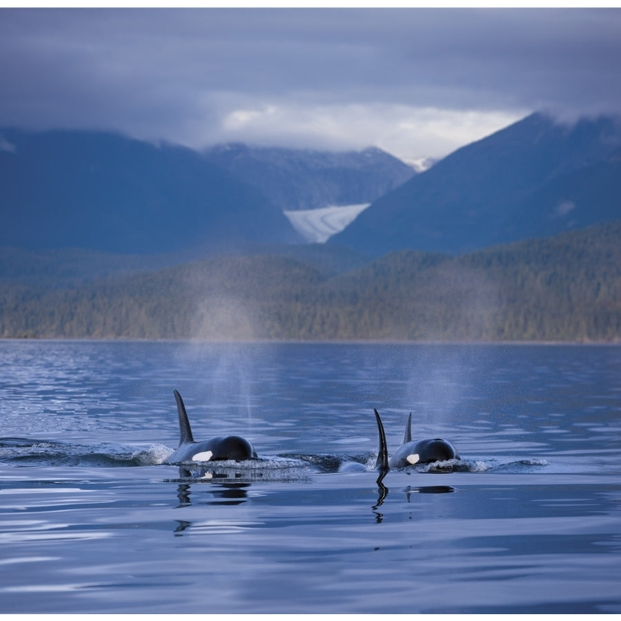 Composite: Orca Whales Surface In Alaskas Inside Passage With The Coastal Range And Eagle Glacier In The Background So Image 1