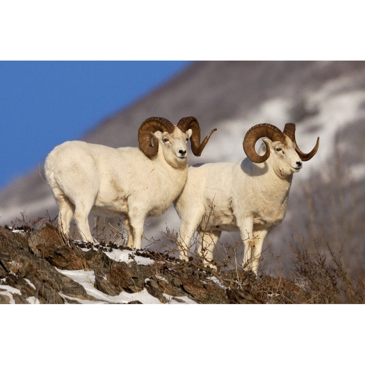 Two Full-Curl Ram Dall Sheep At Windy Point Area Southcentral Alaska Poster Print Image 1