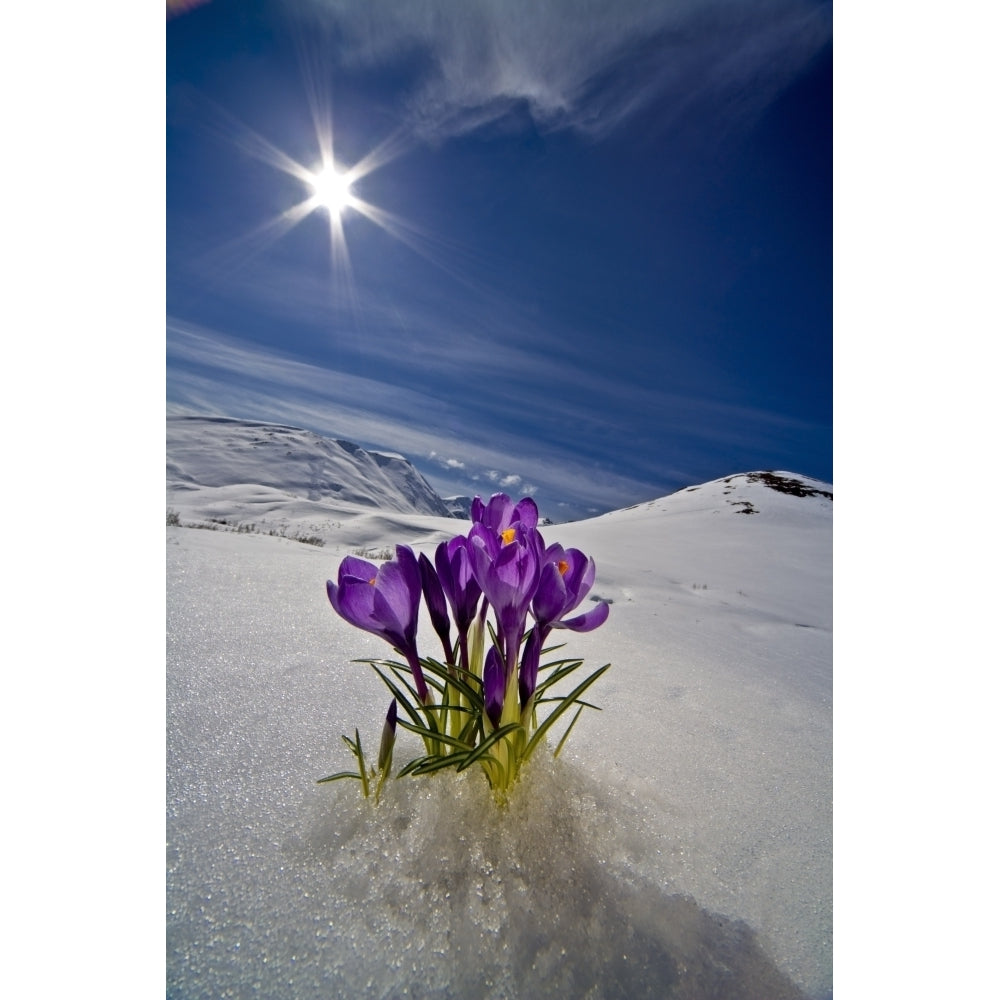 Crocus Flower Peeking Up Through The Snow In Spring. Southcentral Alaska. Poster Print Image 2