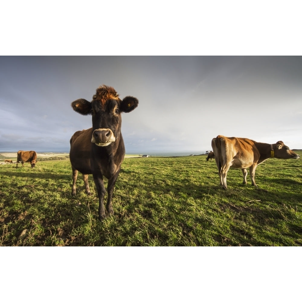 Cows in a field with one cow staring at the camera;Dumfries and galloway scotland Poster Print Image 2