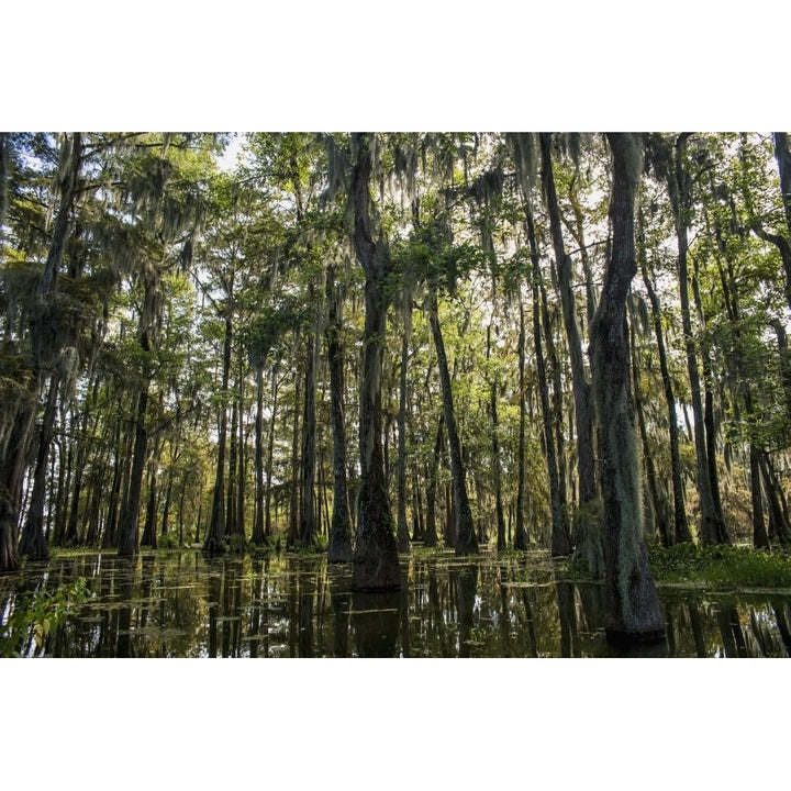 USA Louisiana Swamp landscape; Breaux Bridge Poster Print Image 1