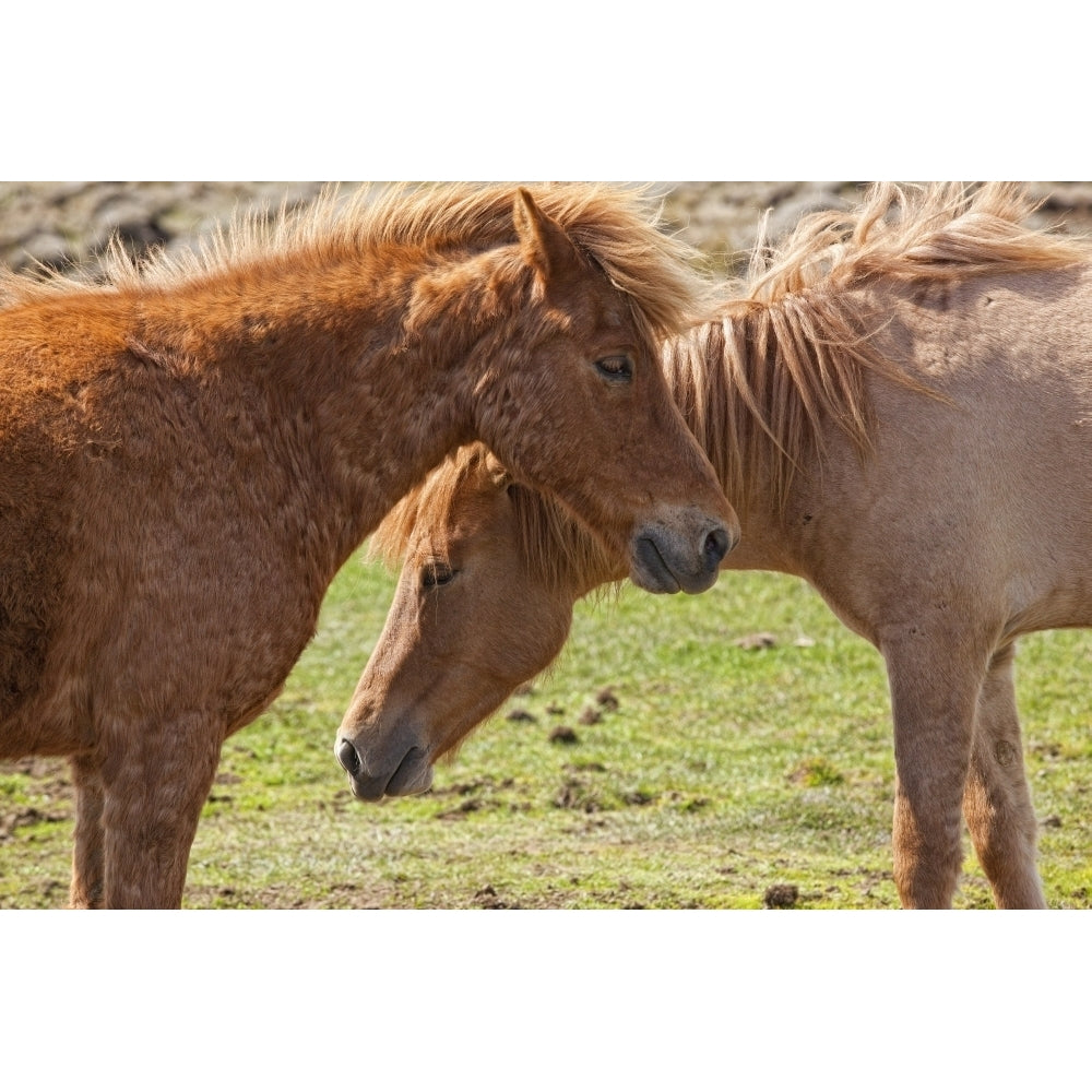 Icelandic horses; Iceland Poster Print Image 1