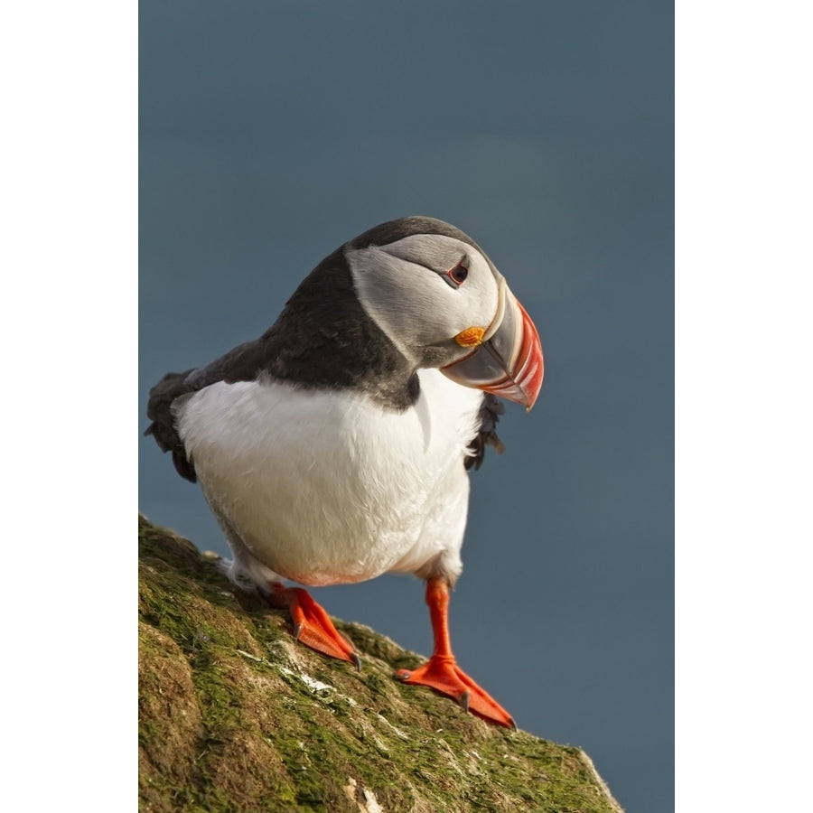 Portrait of a colorful puffin; Iceland Poster Print Image 1