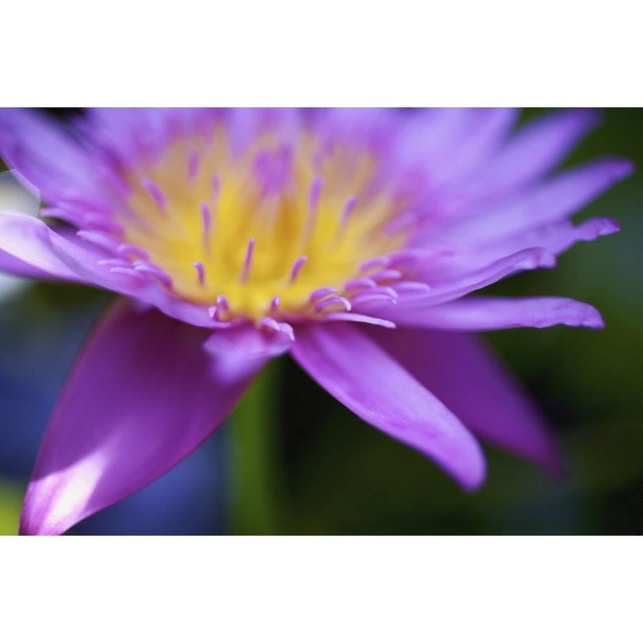 Close up of a purple flower in bloom;Hawaii united states of america by Kicka Witte / Design Pics Image 1