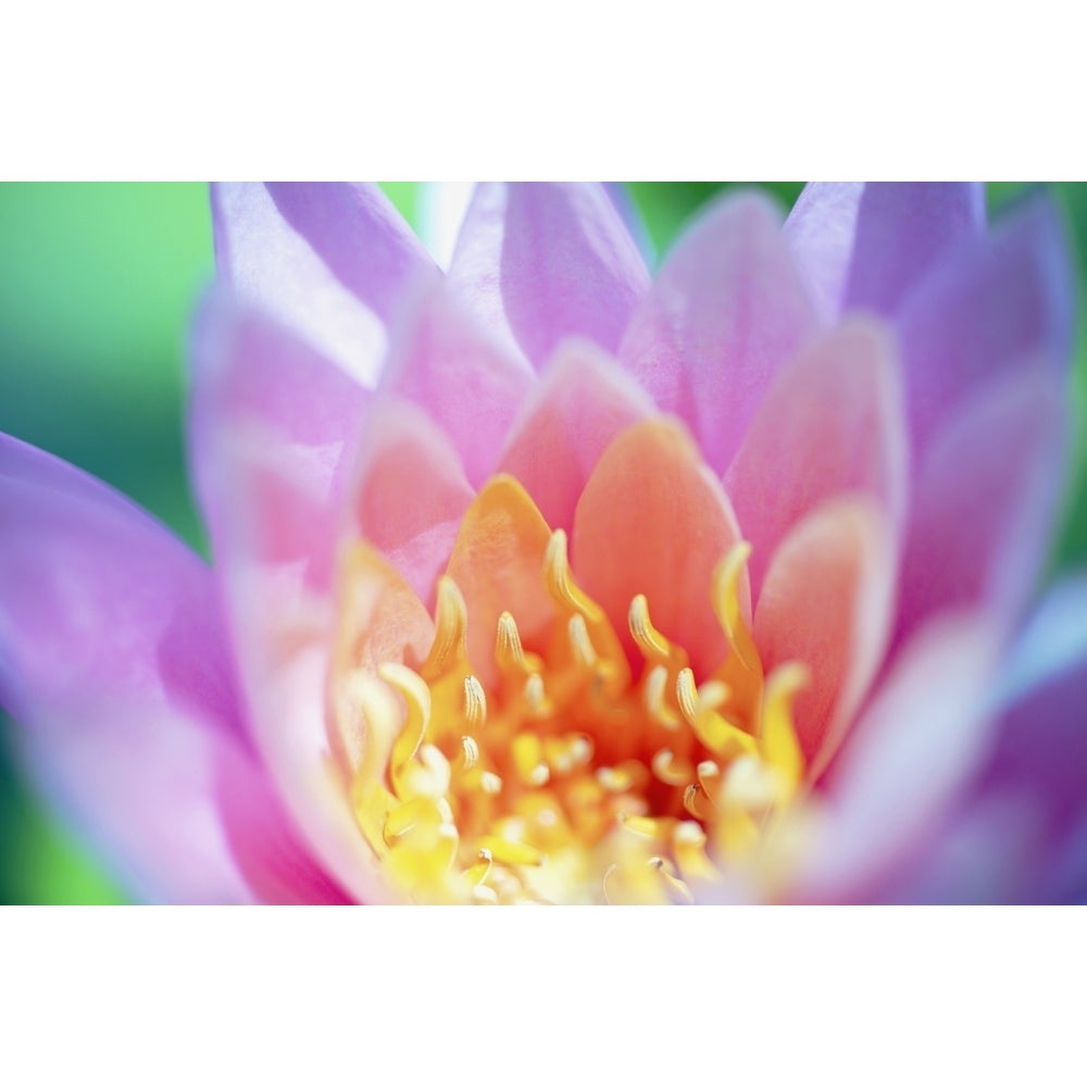 Close up of a pink flower in bloom;Hawaii united states of america by Kicka Witte / Design Pics Image 1