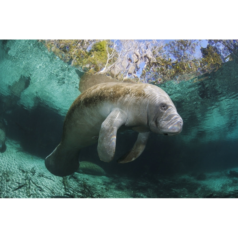 Florida Crystal River Endangered Florida Manatee At Three Sisters Spring. Image 1