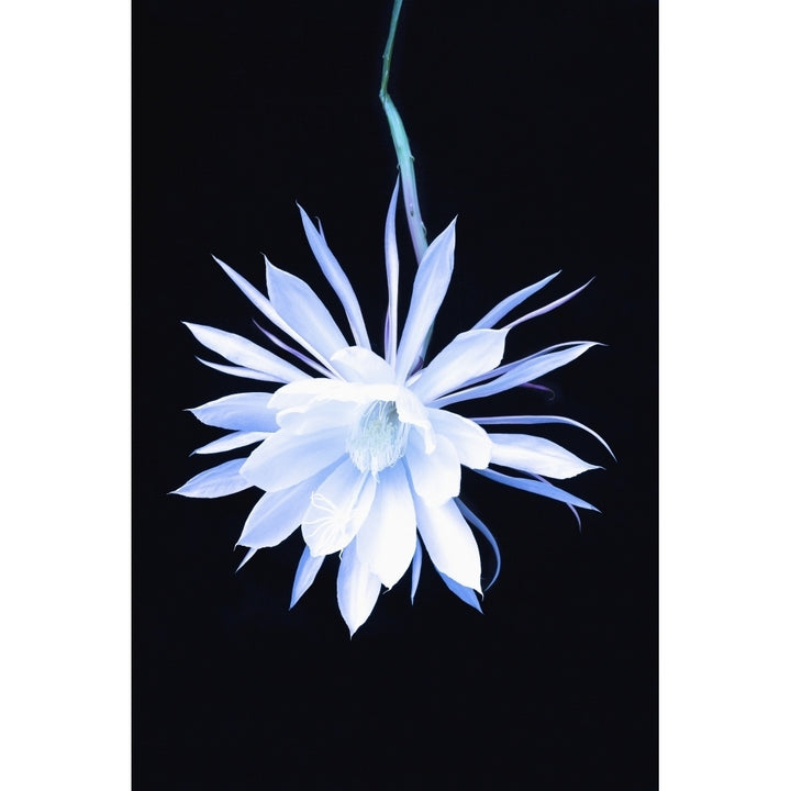 The queen of the night blooming cereus cactus;Anchorage alaska united states of america Poster Print Image 2