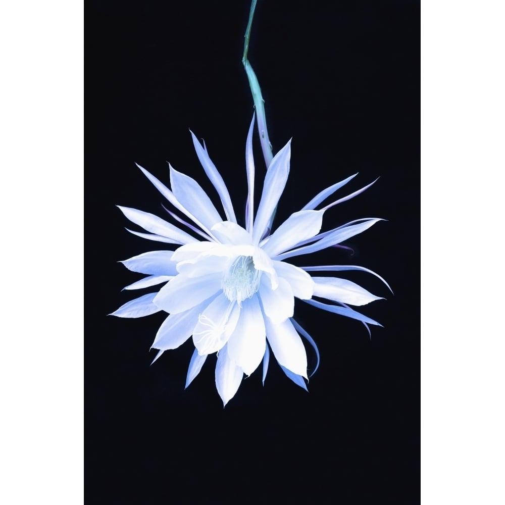 The queen of the night blooming cereus cactus;Anchorage alaska united states of america Poster Print Image 1