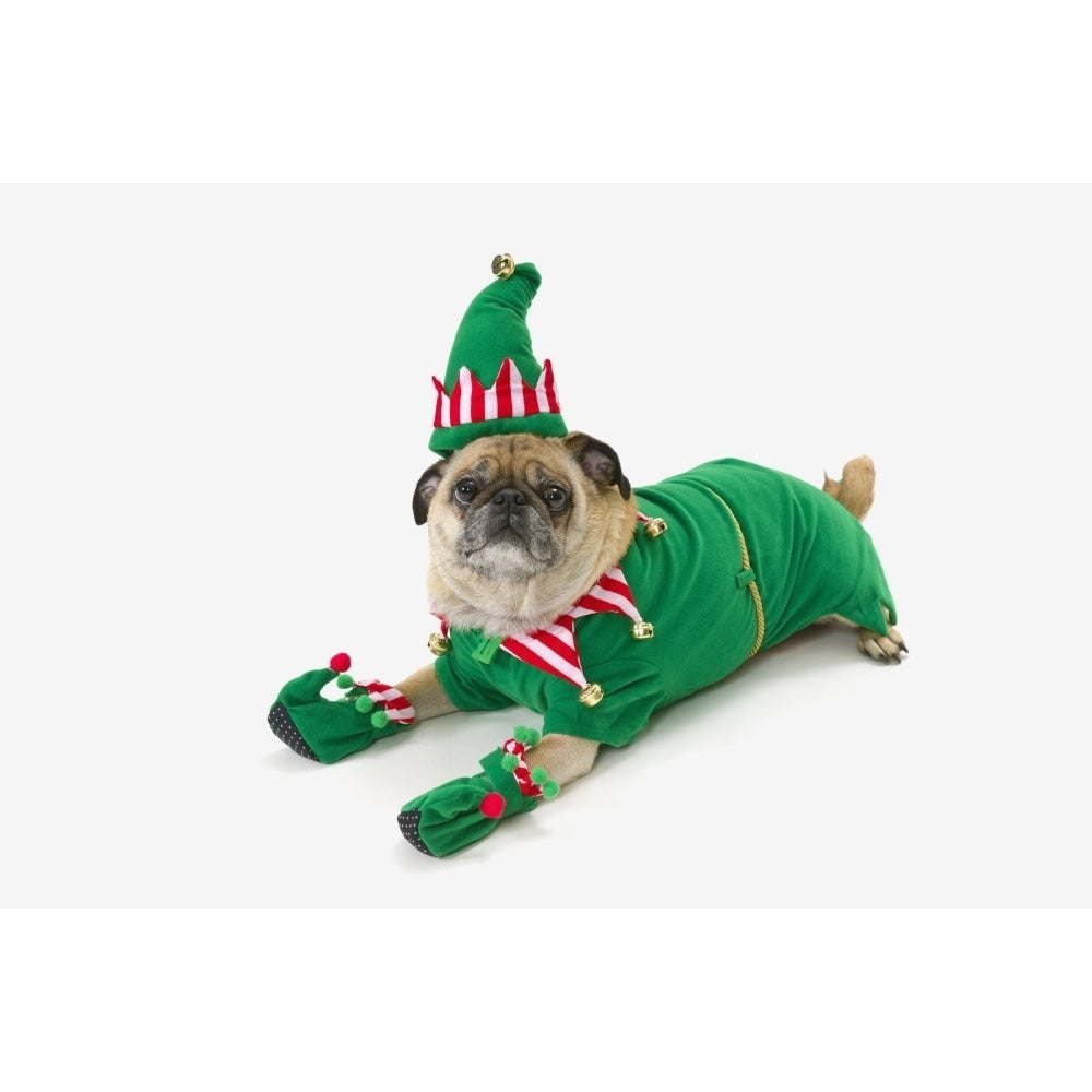 A pug in a christmas elf costume;St. albert alberta canada Poster Print Image 2