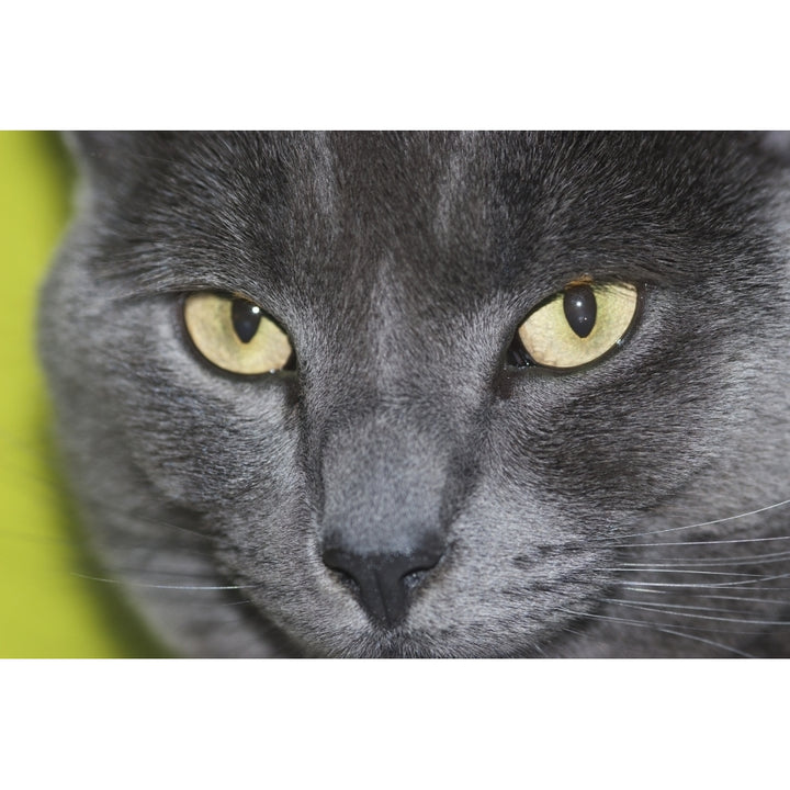 UK England Blackheath; London face close up Russian Blue cat Poster Print Image 1