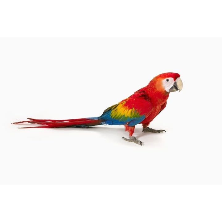 A scarlet macaw parrot on white background Poster Print Image 1