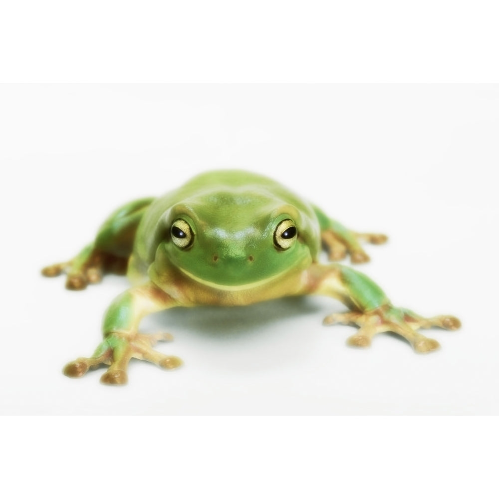 Whites tree frog ;British columbia canada Poster Print Image 1