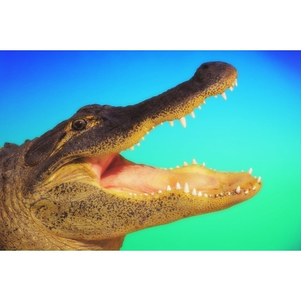 Alligator head with open mouth against a blue and green background Poster Print Image 1