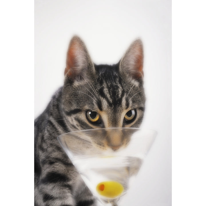 Grey tabby cat drinking martini;Vancouver british columbia canada Poster Print Image 1