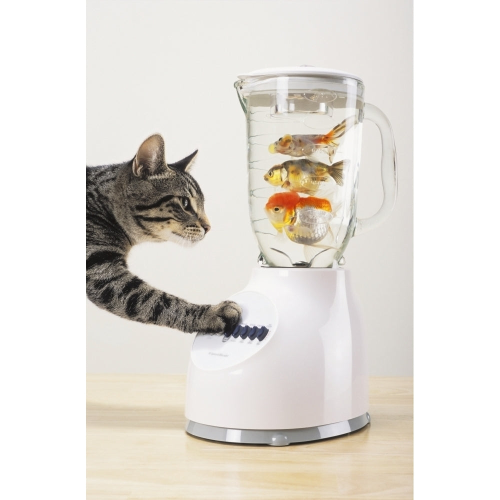 Grey tabby cat with paw on blender filled with goldfish;Vancouver british columbia canada Poster Print Image 1