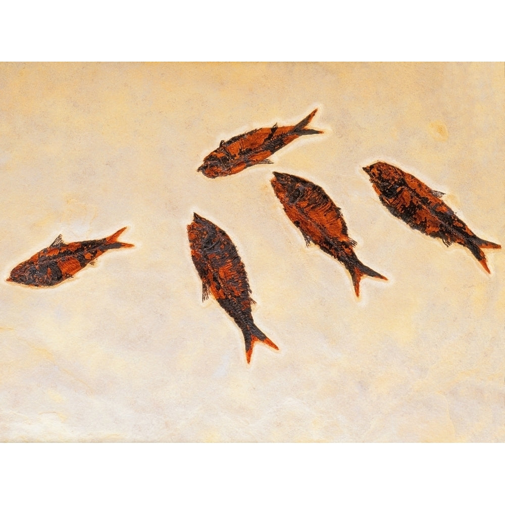 Fossilized fish;British columbia canada Poster Print Image 1