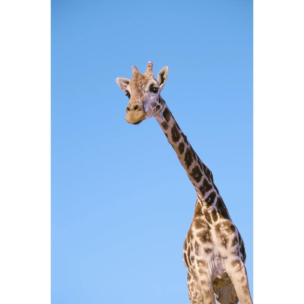 A giraffe against a blue sky;Africa Poster Print Image 1