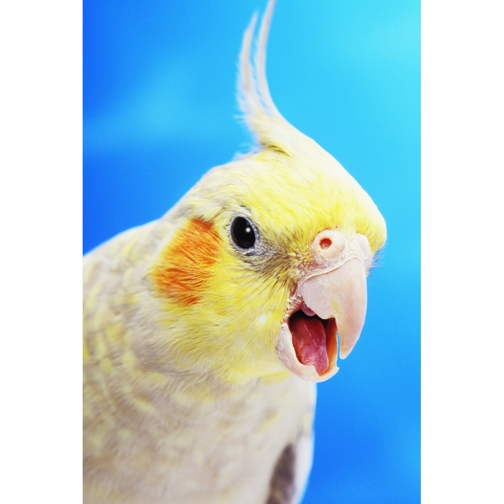 Cockatiel ;Vancouver canada Poster Print Image 2