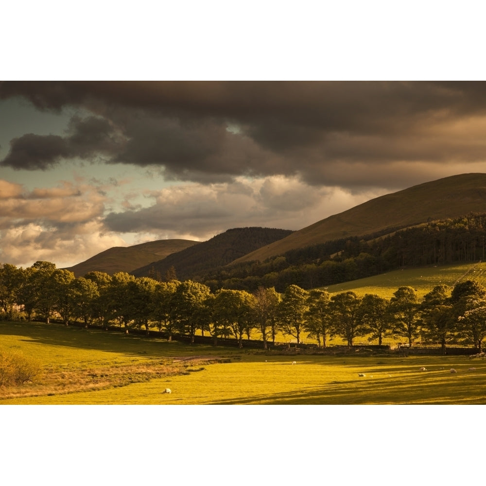 A golden landscape under a cloudy sky at dusk;Northumberland england Poster Print Image 1