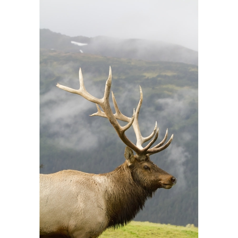 Portrait Of Captive Mature Rocky Mountain Bull Elk At The Alaska Wildlife Conservation Center In Portage Southcentral A Image 1